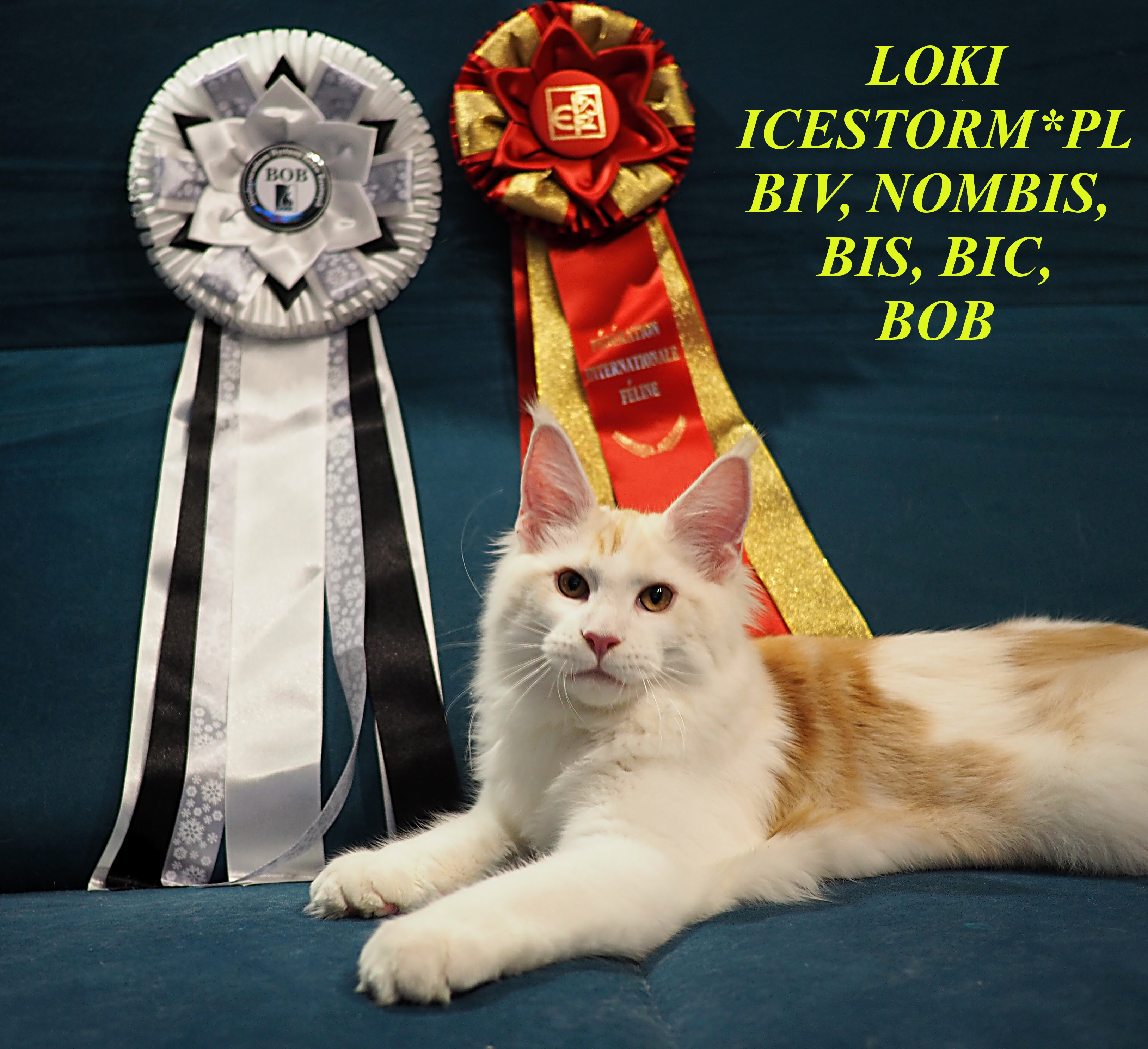 Loki BOB 21