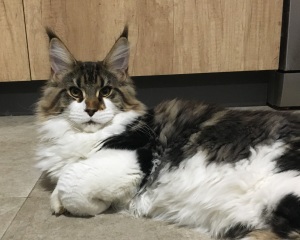 BIBI 1