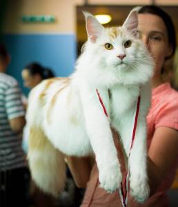 Loki1